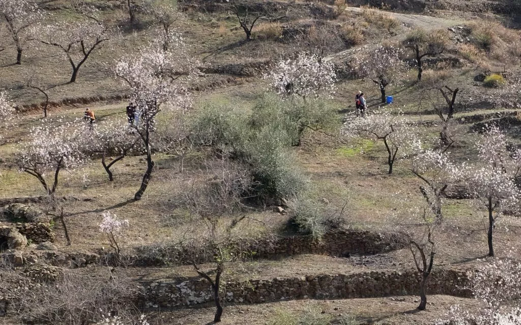 walk among almond blossom trees from nerja
