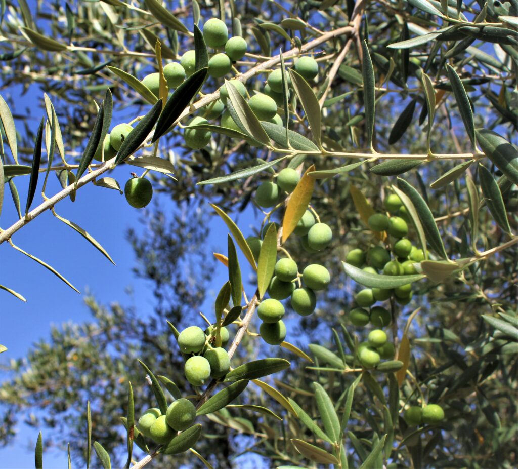 olive variété verdial de velez