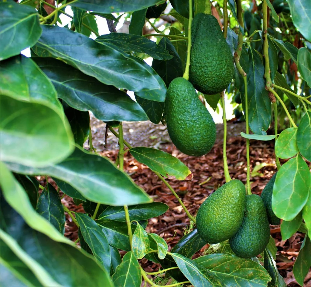 aguacates axarquia