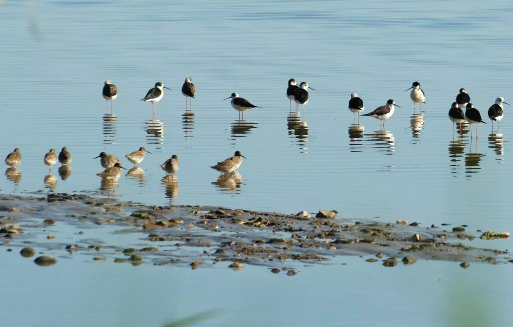 andalucia nature trips with bird watching