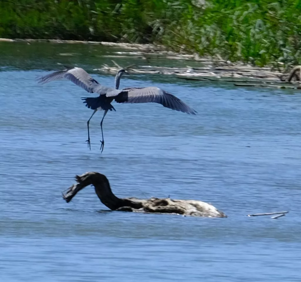 birdwatching in andalucia