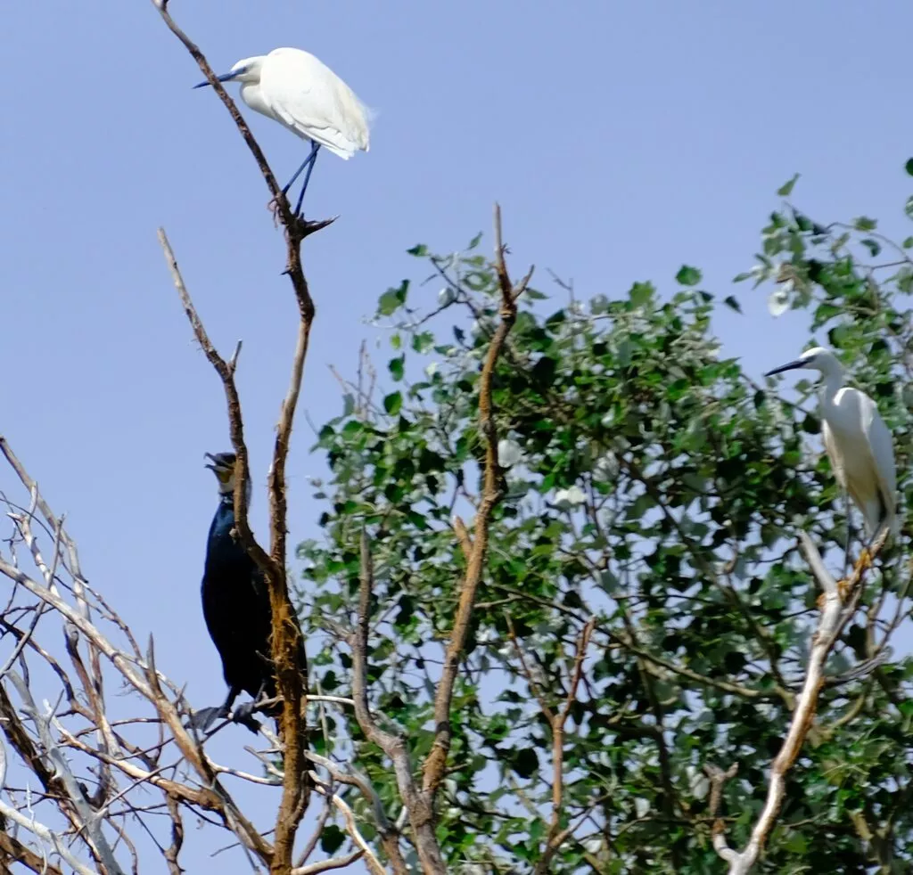 birwatching in andalusia
