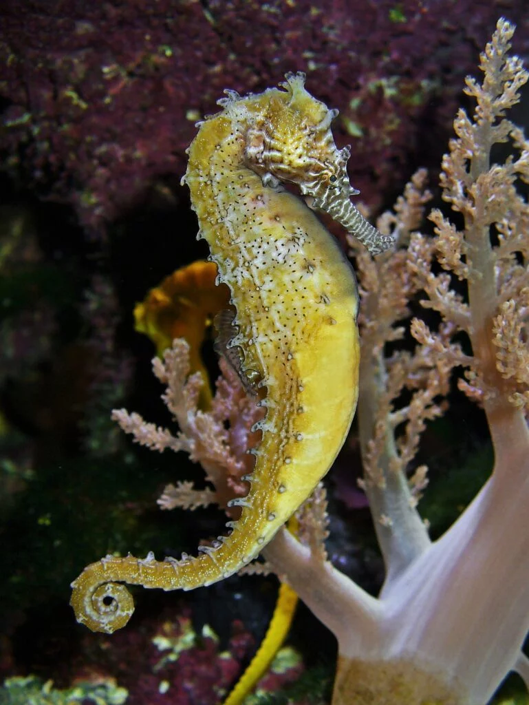 caballito de mar andalucia