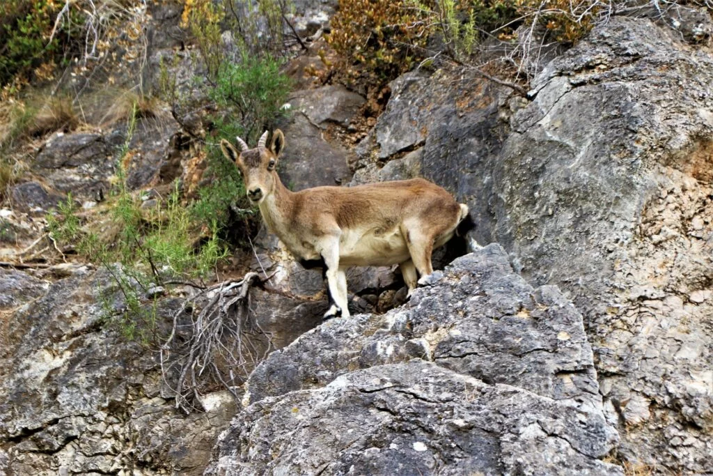 fauna en Malaga : cabra montes axarquia