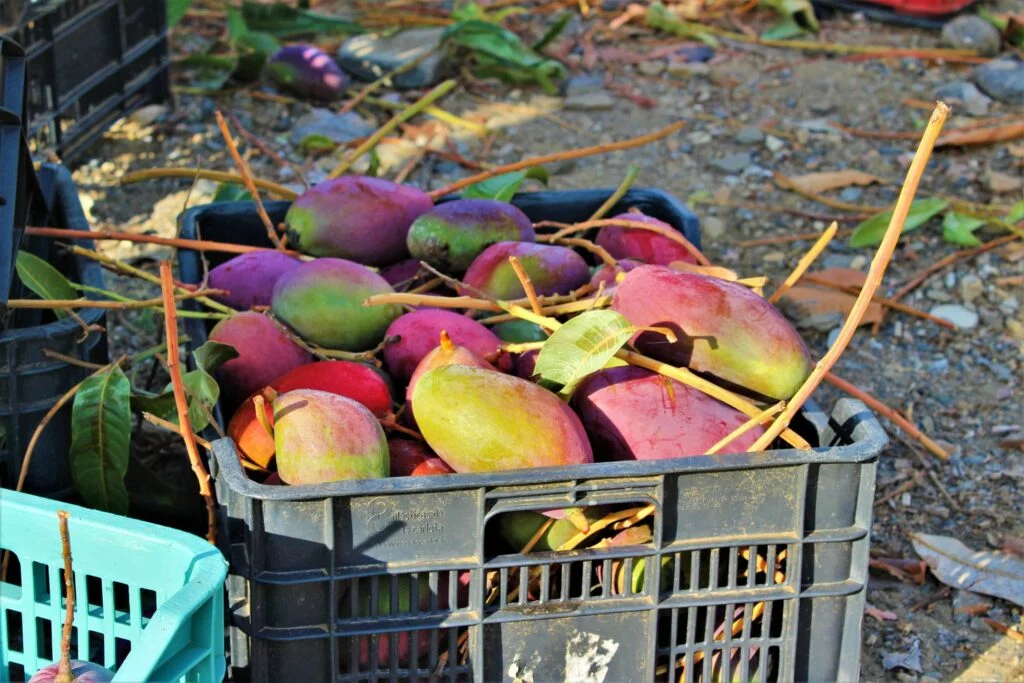 cosecha mangos axarquia