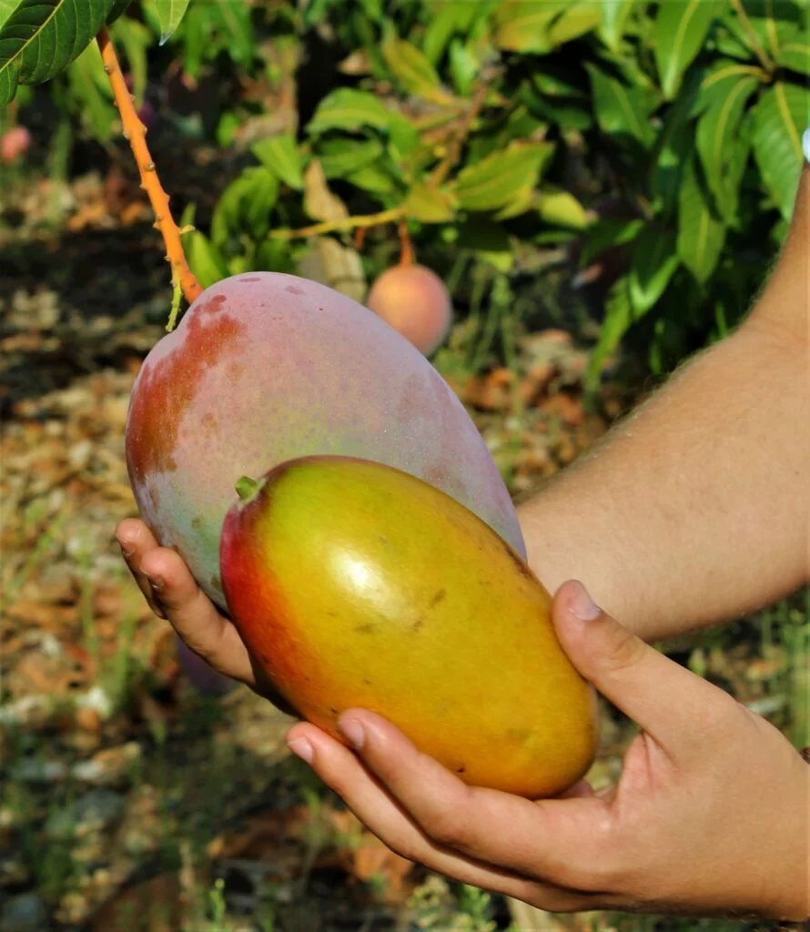 cosecha mangos axarquia 2