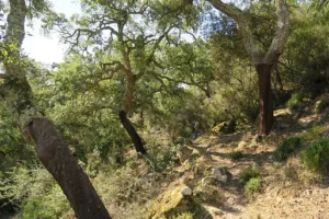 Nature day trips in Andalucia : Jimena de la Frontera