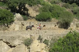 Nature day trips in Andalucia : Jimena de la Frontera