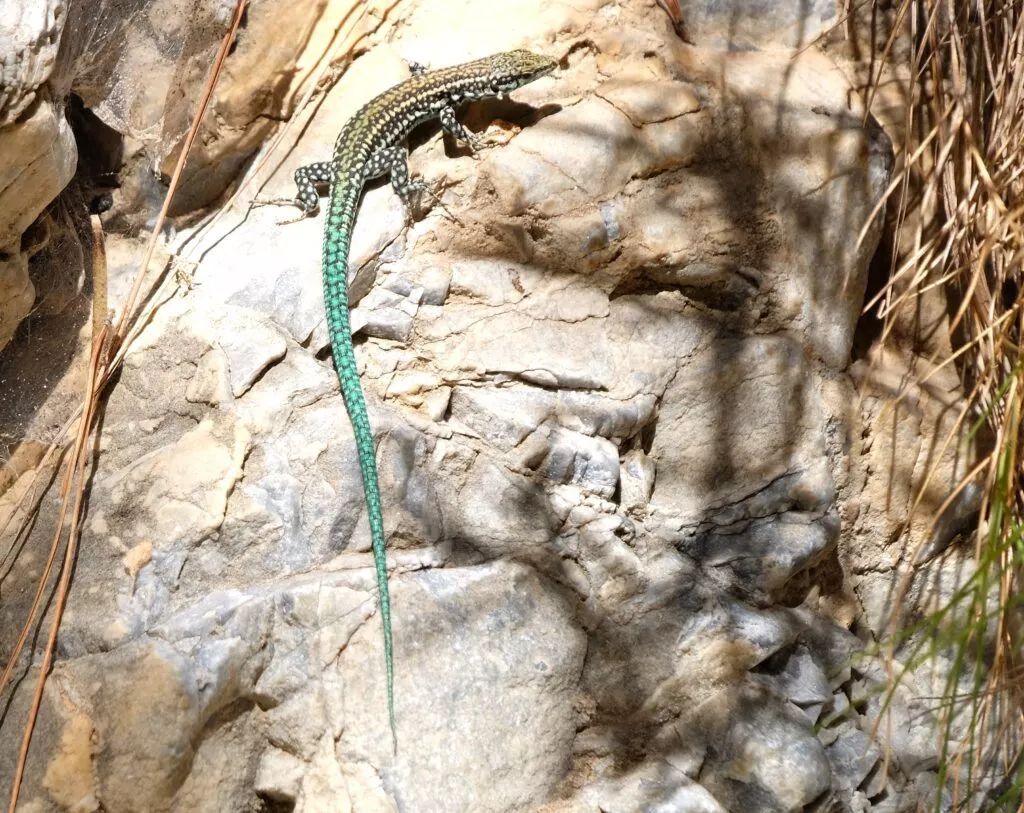 excursiones de naturaleza y birdwatching en andalucia