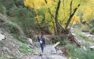 dans la forêt du Genal