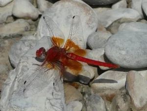 une libellule rouge à côté d'une rivière