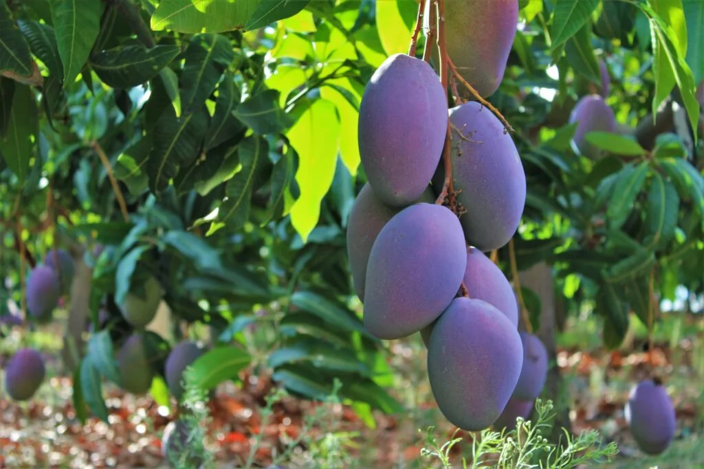 mangos axarquia 2