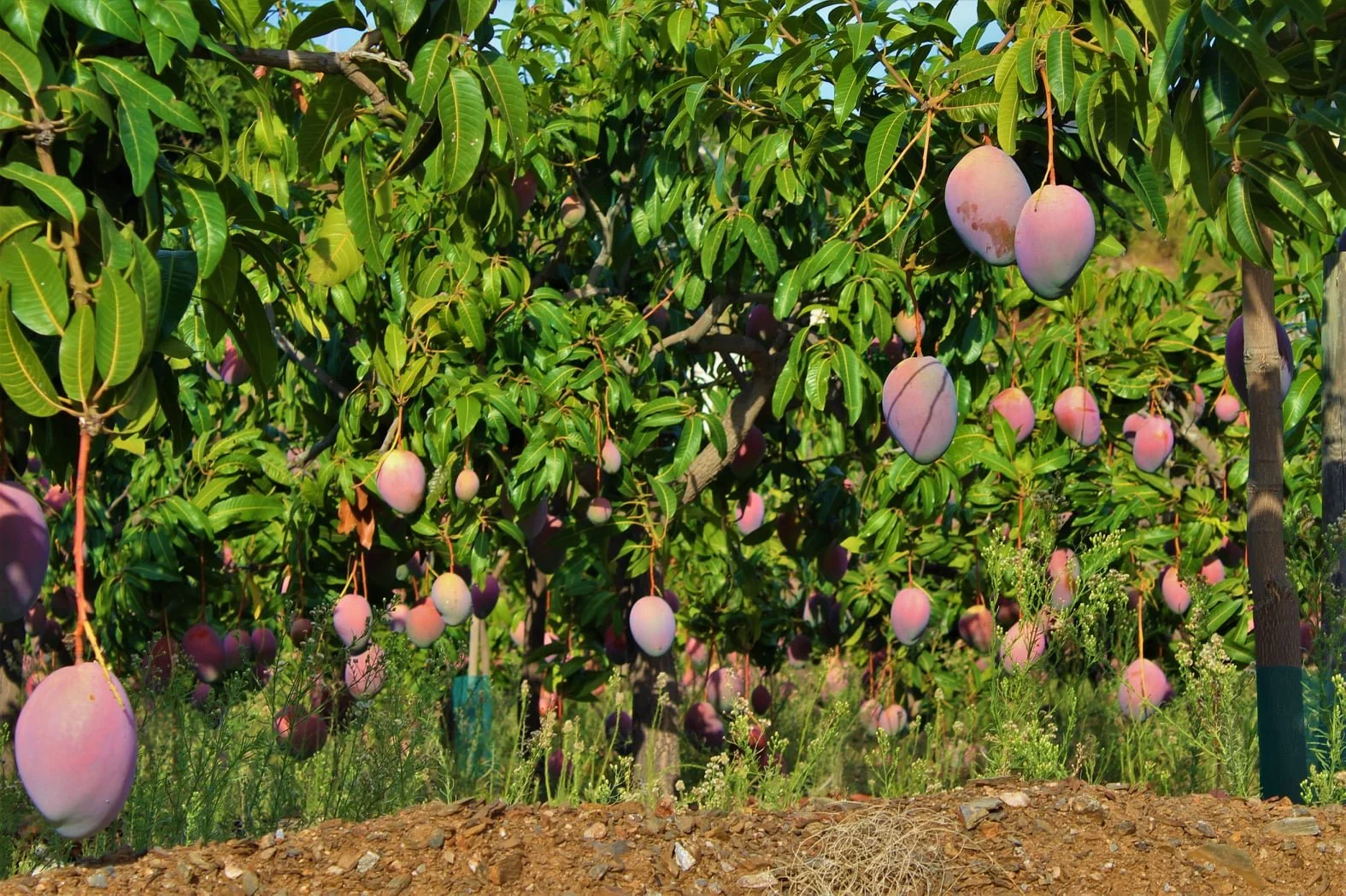 mangos axarquia
