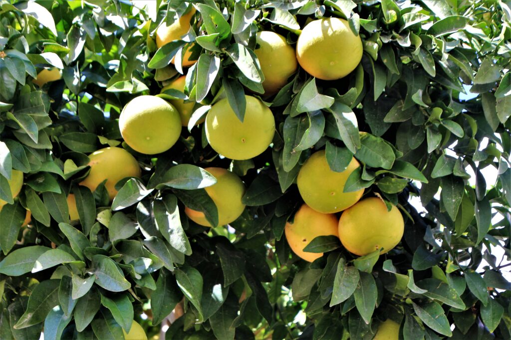 fruits tropicaux en Andalousie : pamplemoussse pomelos
