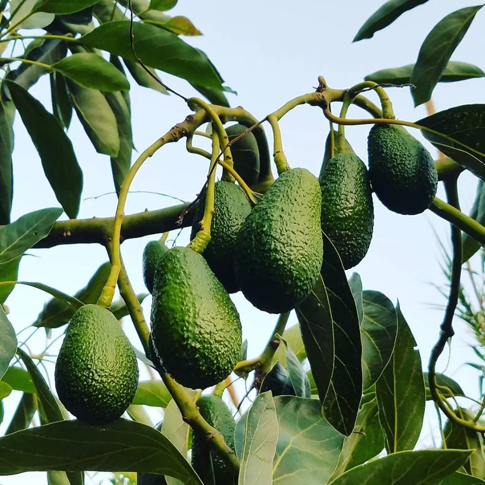 Fruits tropicaux en Andalousie : avocats