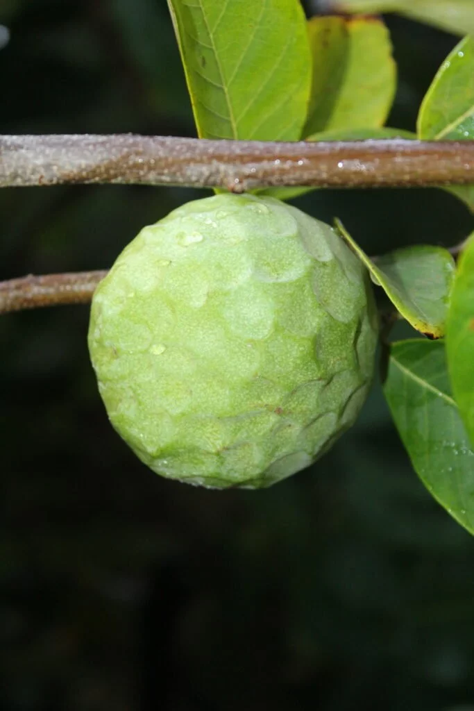 Fruits tropicaux en Andalousie : annone ou chirimoya