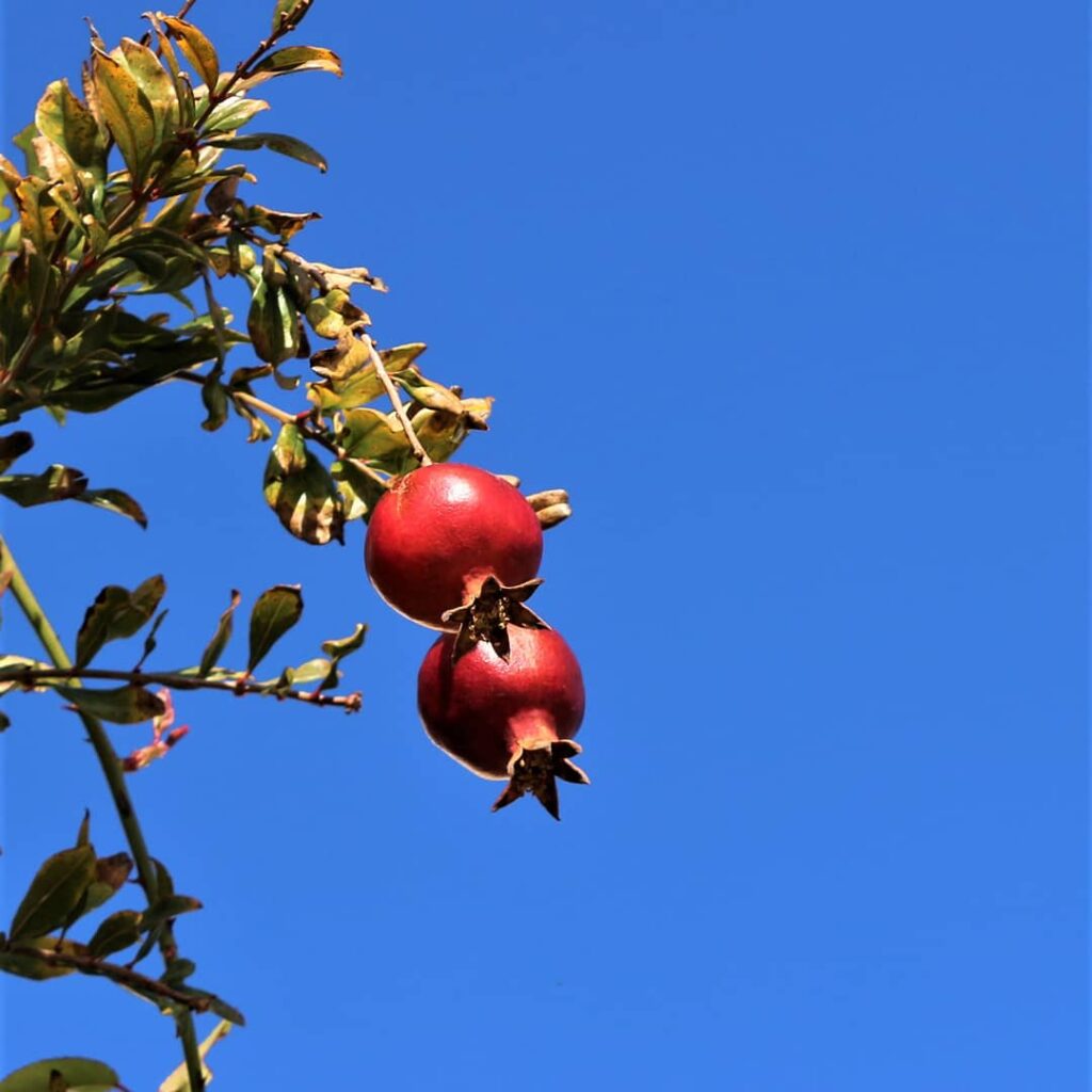 Tropical fruits in Andalucia : pomegranate