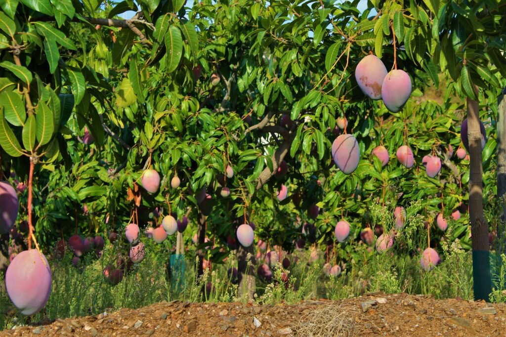 Tropical fruits in Andalucia : mangoes