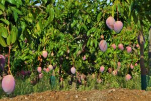 Frutas tropicales en Andalucia : mangos