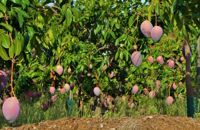 Fruits tropicaux en Andalousie : mangues