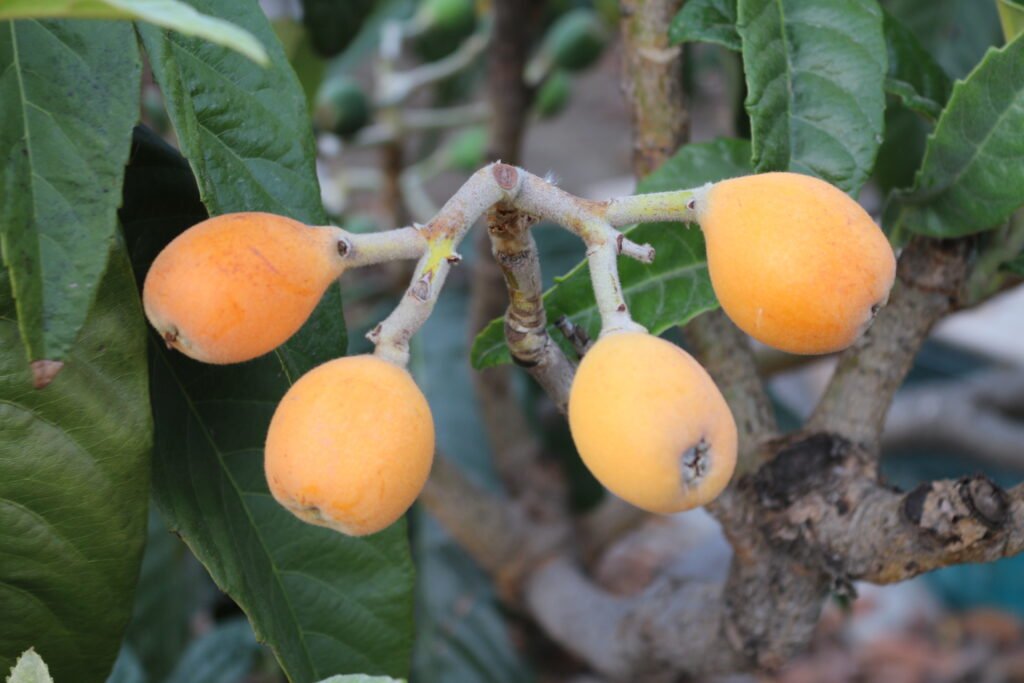 Fruits tropicaux en Andalousie : nèfles