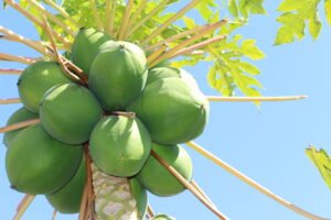 Frutas tropicales en Andalucia : papaya