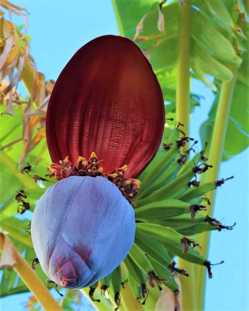 Fruits tropicaux en Andalousie : banane plantain