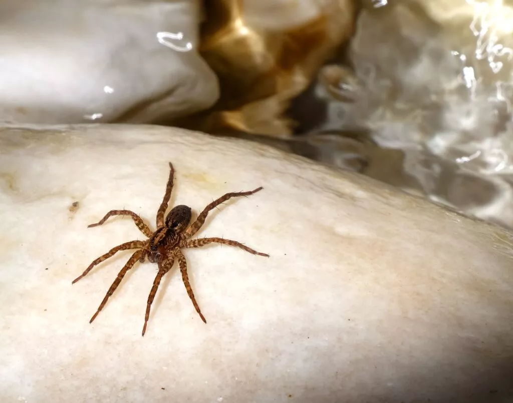visites faune et flore en andalousie