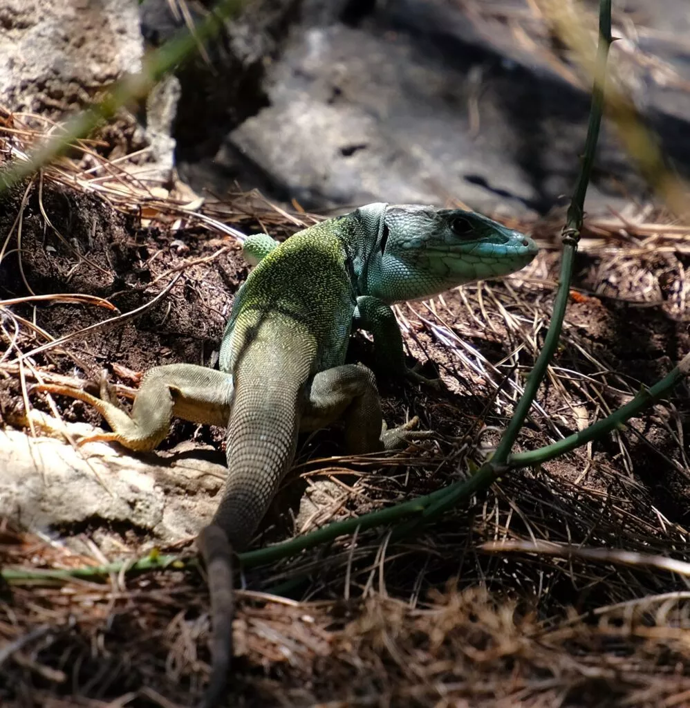 wildlife tour in andalucia