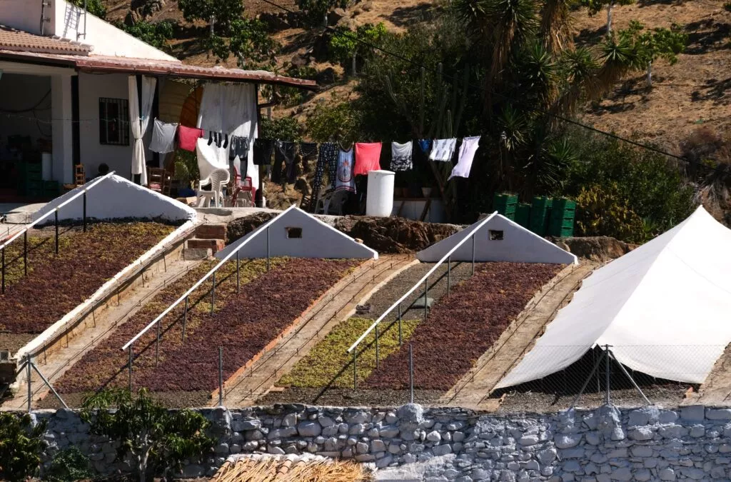 
almachar-best-things-to-see-raisins-drying-under-sun