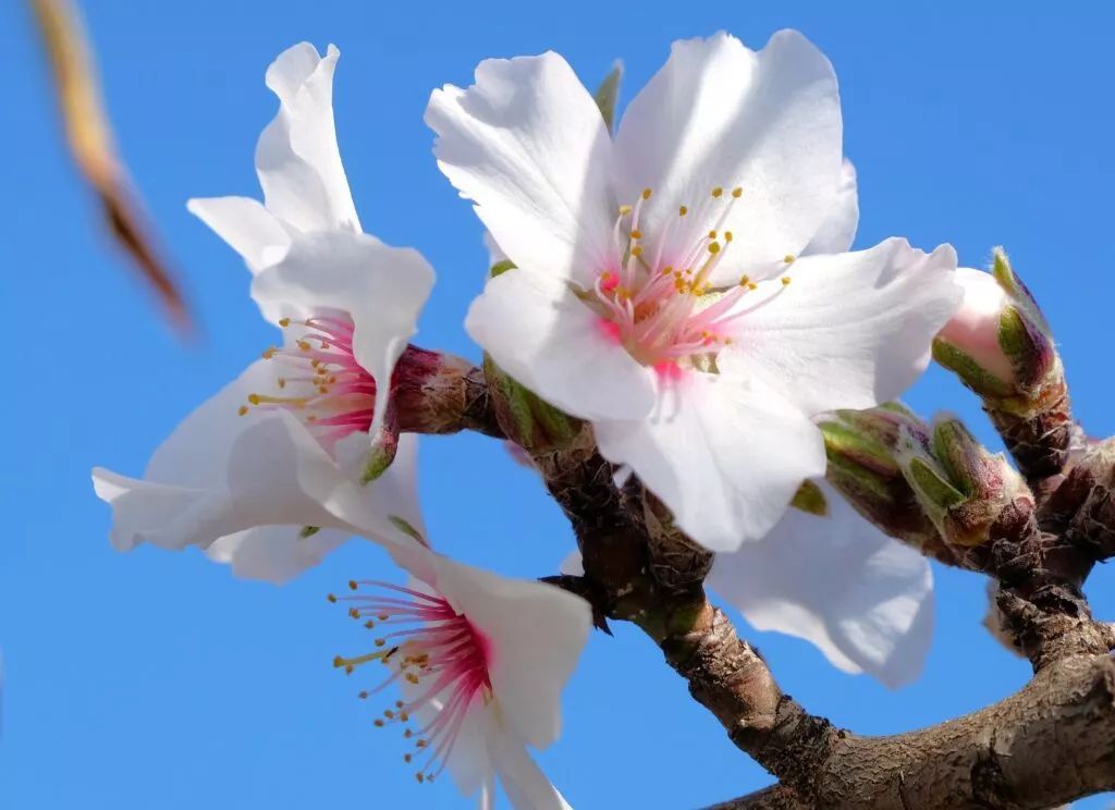 almond blossom tour from nerja and torrox