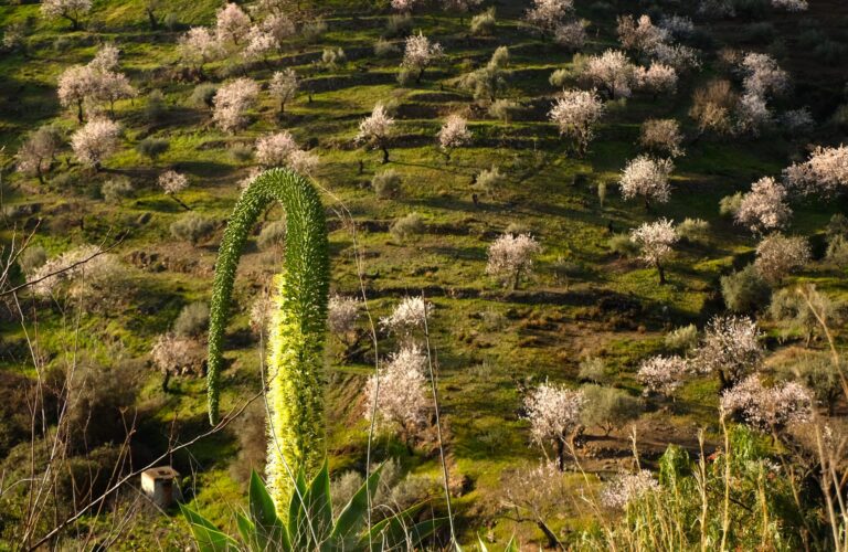 excursion les amandiers en fleurs depuis Nerja en Andalousie