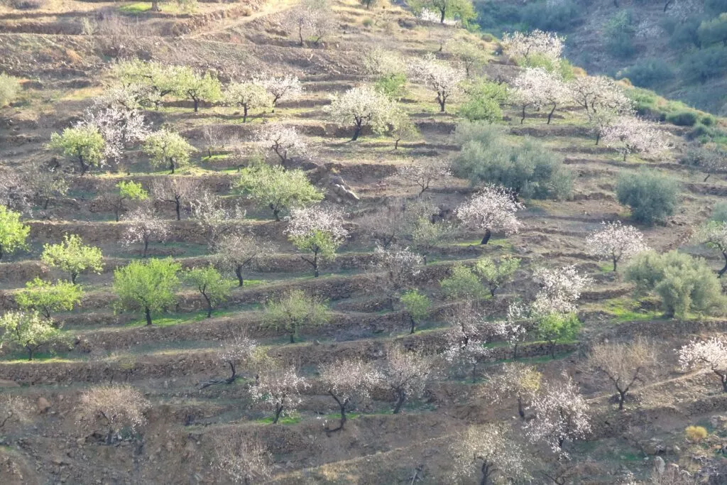 almond blossom tour from torrox Mandelblütentour von Torrox aus