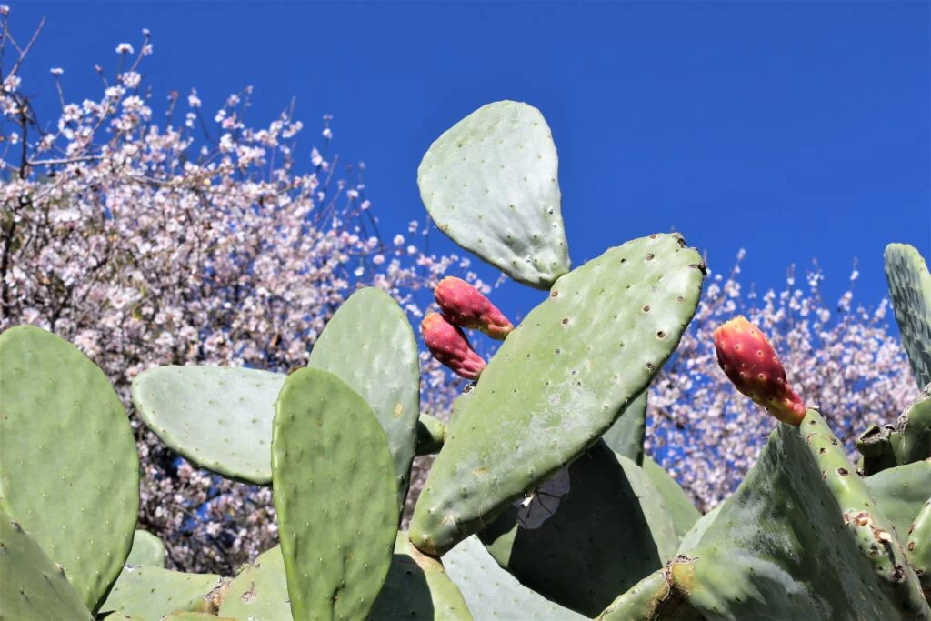 arenas almendros cactus