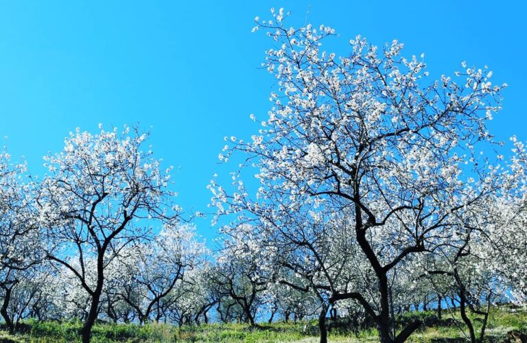 arenas almendros en flor 3