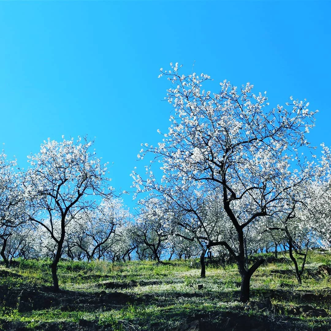 arenas almendros en flor 3