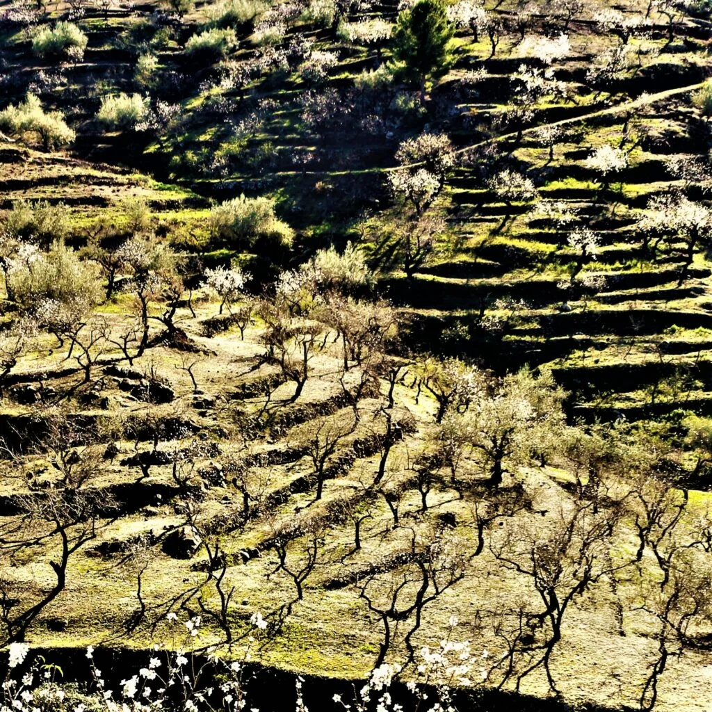 Almendros en flor y balates en Arenas