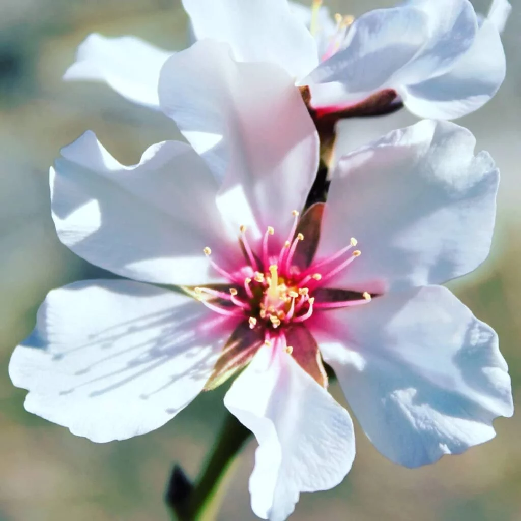 arenas flor almendros