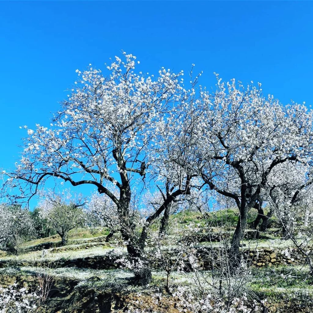 arenas almendros flor