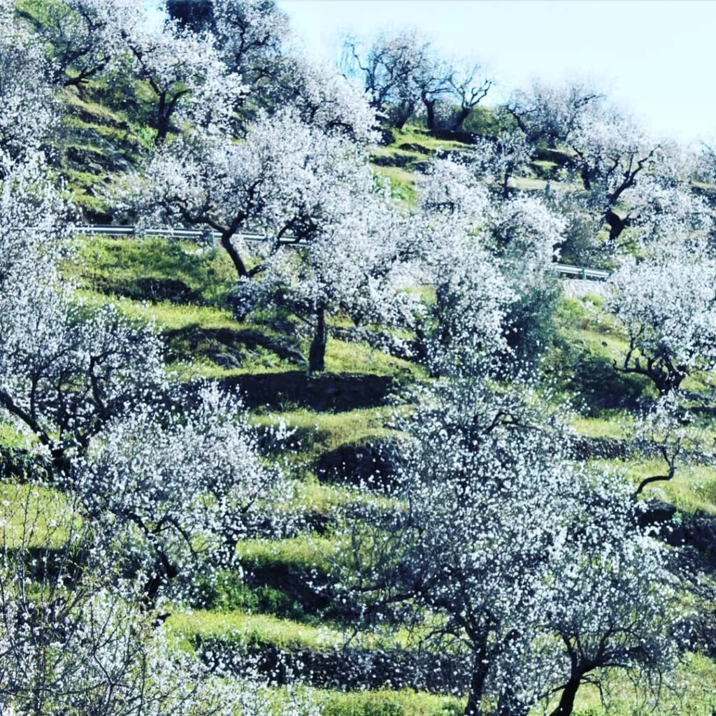 axarquia balates almendros