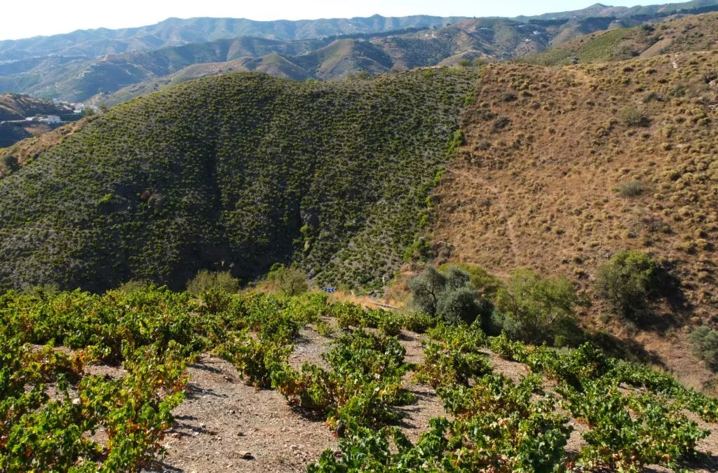 axarquia ruta pasa moscatel cerca de el borge y almachar