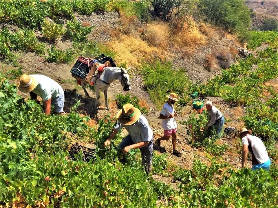 Axarquia vendimia moscatel 2