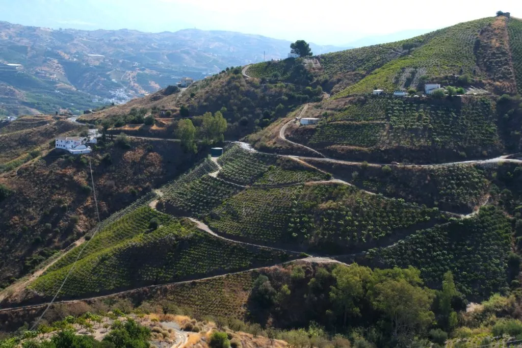 axarquia vina vinedos vineros de uva y pasa moscatel