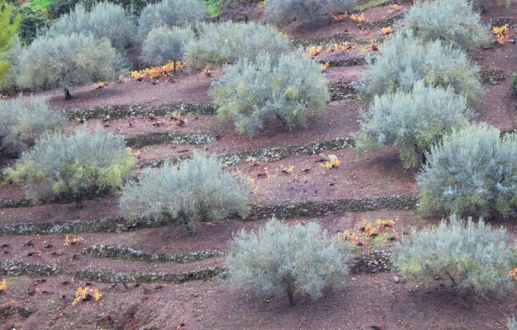 balates en Axarquia