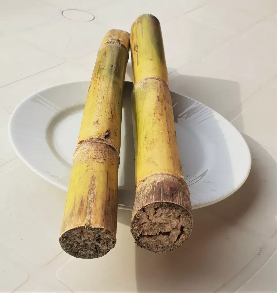 Sugar cane (Canne à sucre)