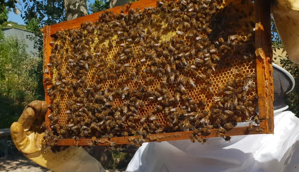 malaga honey museum in colmenar experience with a hive
