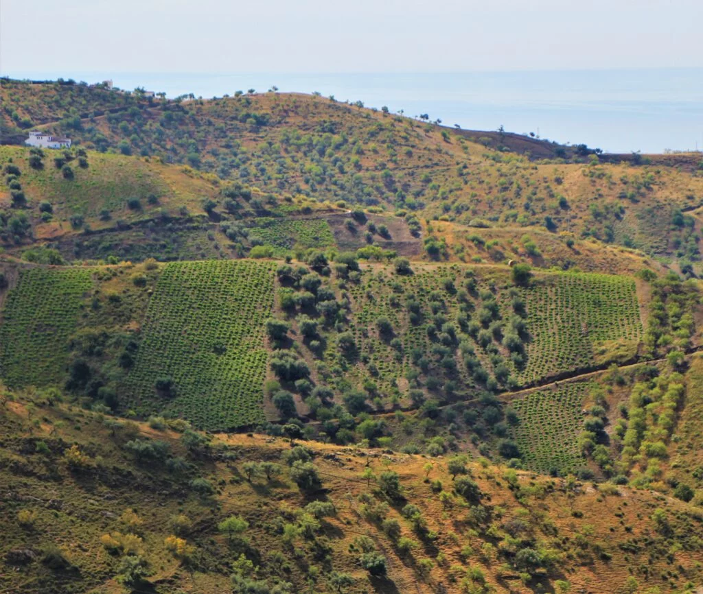 Moclinejo viñedos en Axarquia