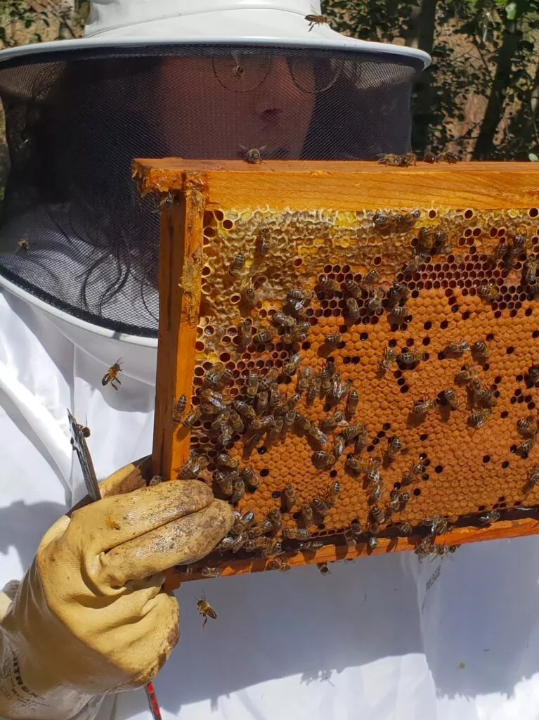 museo de la miel de malaga en colmenar abejas y miel