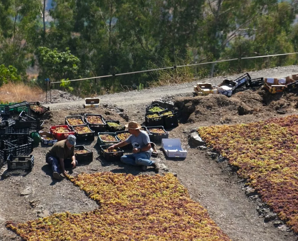 pasa de la axarquia por antiguos paseros