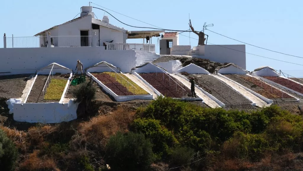 paseros con pasa moscatel en axarquia almachar